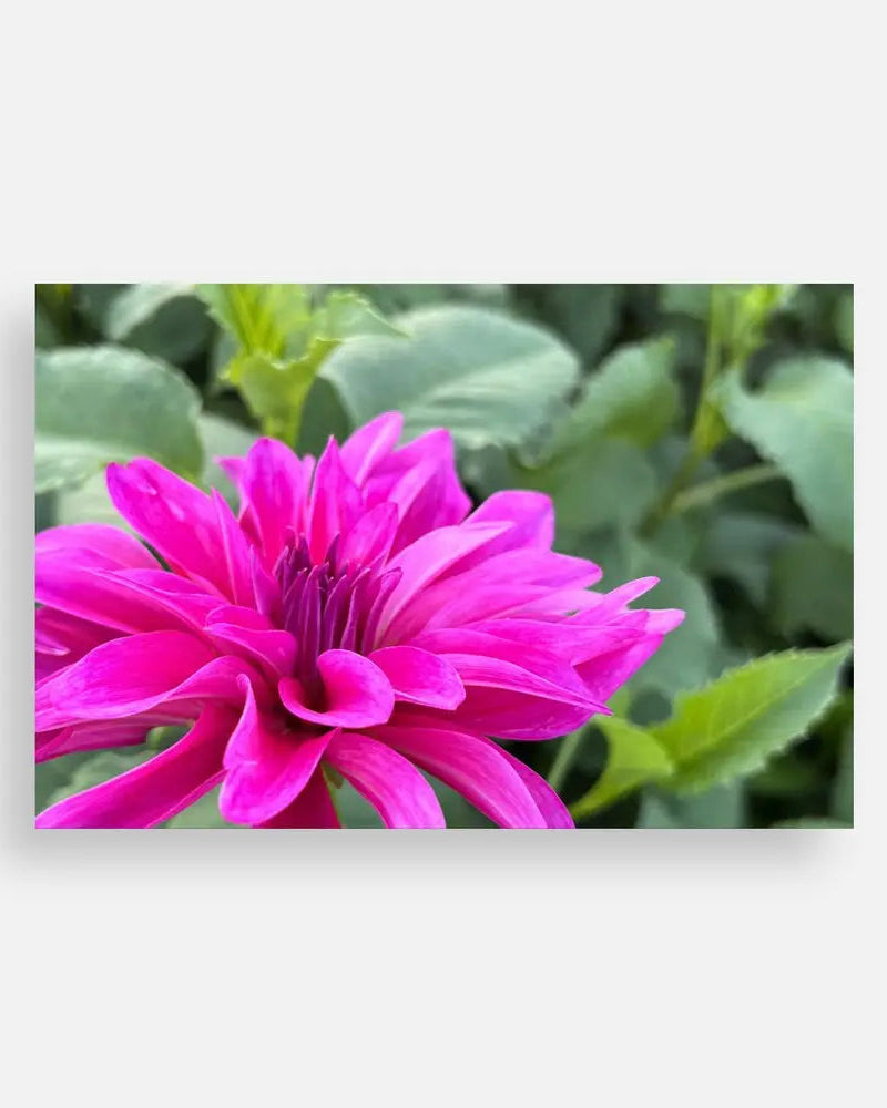 Plain Note Cards Sweet Blossoms LLC