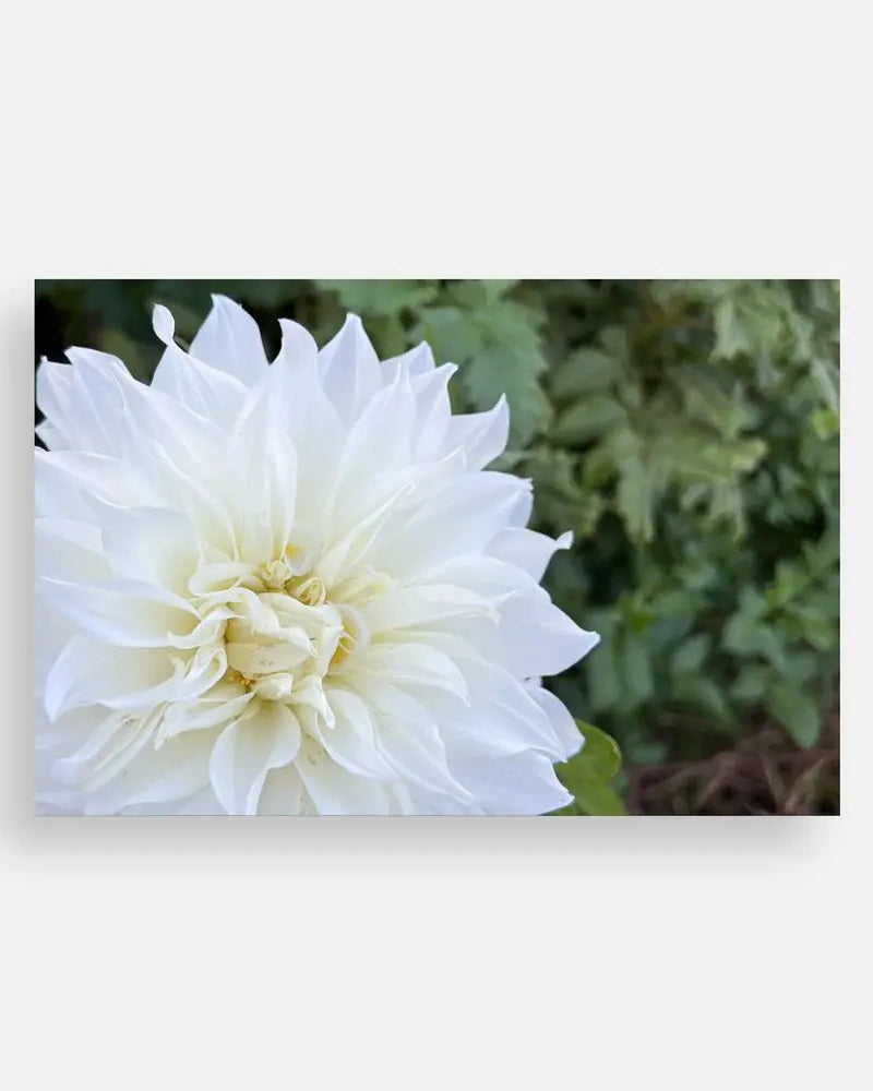 Plain Note Cards Sweet Blossoms LLC